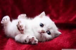 爱游戏体育-从爱琴海到亚平宁，拉亚的焦点战接管与希腊争冠的意志传承